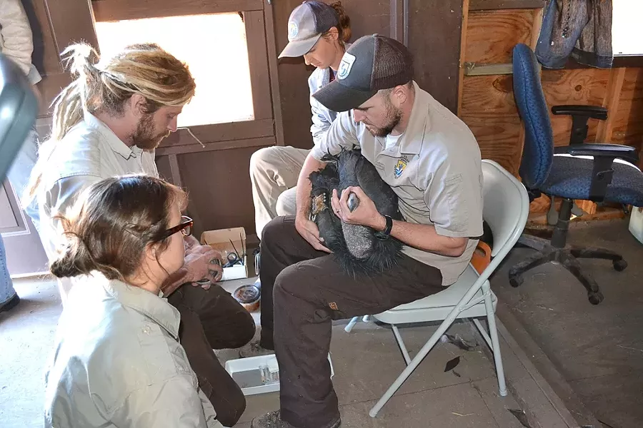 GET THE LEAD OUT: Brandt and his fellow biologists perform chelation therapy—leaching lead and other metals out of the blood—on a sick condor. Approximately 30 percent of the refuges more than 100 birds require chelation at some point in their lives. - PHOTO COURTESY OF U.S. FISH AND WILDLIFE SERVICE
