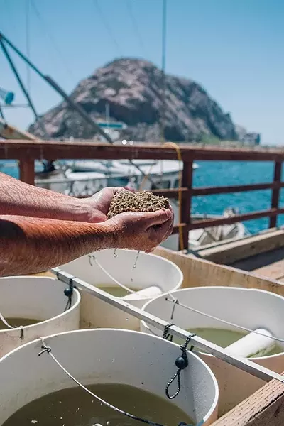 START OF A LONG JOURNEY: Morro Bay Oyster Company owner Neal Maloney holds up thousands of Pacific Gold oysters just a few months old. - PHOTO BY KAORI FUNAHASHI
