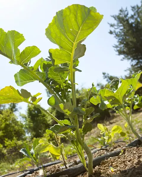 GINORMUS : Broccoli on the small Kobayashi farm grows taller than trees—but only when the camera is on the ground. - PHOTO BY STEVE E. MILLER