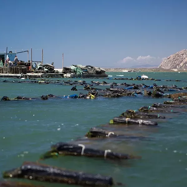 WATER BEDS: 15,000 bags of Morro Bay Oyster Company Pacific Gold oysters float in Morro Bay’s estuary. - PHOTO BY KAORI FUNAHASHI