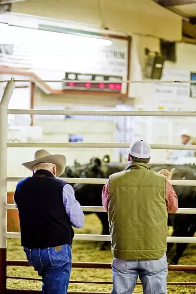 PLACING BIDS: Jason Glenn, an order buyer with B&G Cattle Company (right), gives a thumbs up to place a bid at the Templeton Livestock Market. - PHOTO BY HENRY BRUINGTON