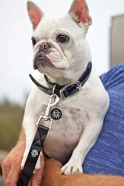 PHOTO COURTESY OF MUTT COUTURE