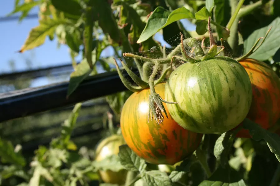 HERITAGE FLAVORS : Whether yellow, red, black, or striped, heirloom tomatoes are ready for their close-up at Windrose Farms in Paso Robles. The two day Sept. 20-21 Heirloom Tomato Festival will bring lovers of the juicy veggies together for Brazilian dancing, local chef-prepared bites, and offerings from Chefs Zach Jarrett and Zak Walters of Santa Monica-based Salt's Cure. - PHOTO BY HAYLEY THOMAS