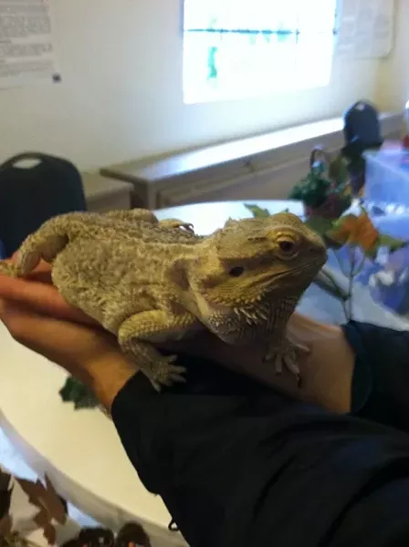 SPINY!: Chase—my date to the Turtle, Tortoise, and Reptile Show—holds a bearded dragon. - PHOTO BY ANNA WELTNER