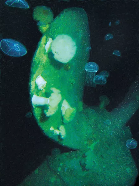 JELLY & BLADE : Jellyfish examine the ship’s propeller blade. - PHOTO BY ROBERT SCHWEMMER, NOAA