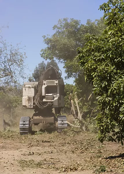 CUTTING BACK: A timber harvester cuts through mature avocado tree branches with ease. - PHOTO BY HENRY BRUINGTON