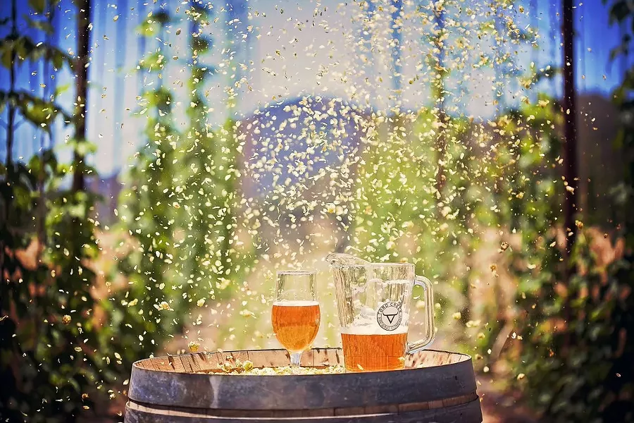 ROCK 'N' BREW: Toro Creek Brewing Company will pour its amber ale and saison brews as Los Lobos rocks on at the upcoming Beaverstock music festival, slated for Sept 13-14 in Templeton. - PHOTO BY DUMMIT PHOTOGRAPHY