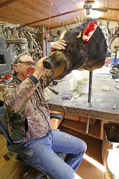 DON’T MOVE A HAIR: Pinning the hide/skin to the form in many different places ensures that it stays in the proper place. - PHOTO BY DYLAN HONEA-BAUMANN