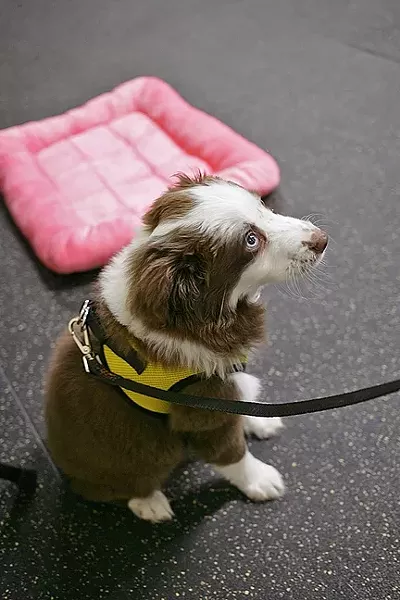 A LITTLE TIMID: Serenity, an 11-week-old miniature Australian shepard belonging to Bryan and Brenda Ratkay, was a little shy but beyond adorable. - PHOTO BY GLEN STARKEY