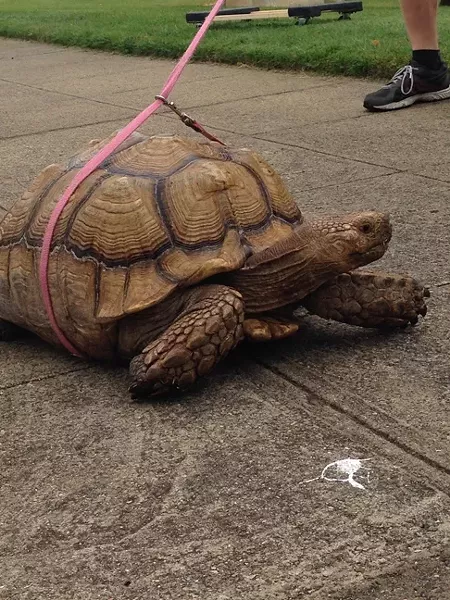 SLOW POKE: A leashed turtle pacing outside of the SLO Vet’s Hall was a surefire sign that we were in the right place. - PHOTO BY CHASE HALL