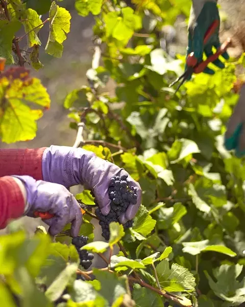PICK OF THE YEAR: This year brought a smooth growing season and brief harvest to vineyards. - PHOTO BY STEVE E. MILLER