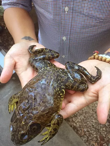 LEGS OUT TO HERE: Bullfrogs caught on the Johnson Ranch Open Space in San Luis Obispo will be served up at Fish & Sips this Sept. 20 at Wolff Vineyards. The annual fundraiser for the Central Coast Salmon Enhancement—serving up mostly invasive species—benefits the protection of local steelhead trout populations. - PHOTO BY HAYLEY THOMAS