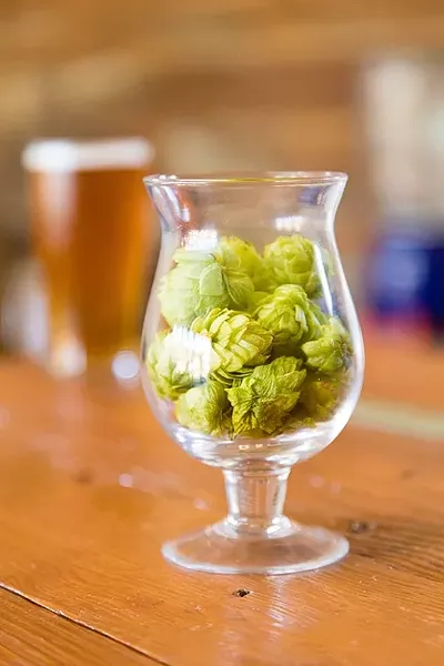A GOOD WHIFF: Bang the Drum Brewery Brewmaster Jeremy Edward Fleming is obsessed with finding just the right combinations of ingredients from SLO County and around the world. These pungent, skunky hops were plucked by hand from a local Edna Valley farm by the brewmaster and his fellow business partners. - PHOTO BY TOM FALCONER