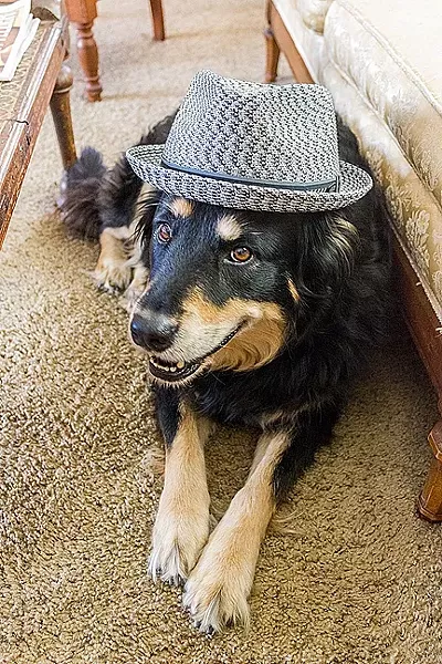 GONE TO THE DOGS: Singer-songwriter Craig Nuttycombe, with a bunch of his extra talented musical friends, plays a special concert on Nov. 12 at the Steynberg Gallery. I asked for a photo; he sent me one of his dog. - PHOTO BY CRAIG NUTTYCOMBE
