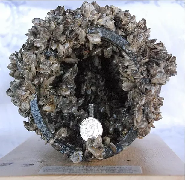 UNWANTED GUESTS : There’s no known way to get rid of quagga mussels, a subspecies of non-native zebra mussels, once they infest an ecosystem. SLO County supervisors really want to keep them out of local waters. - PHOTO COURTESY OF SLO COUNTY PUBLIC WORKS