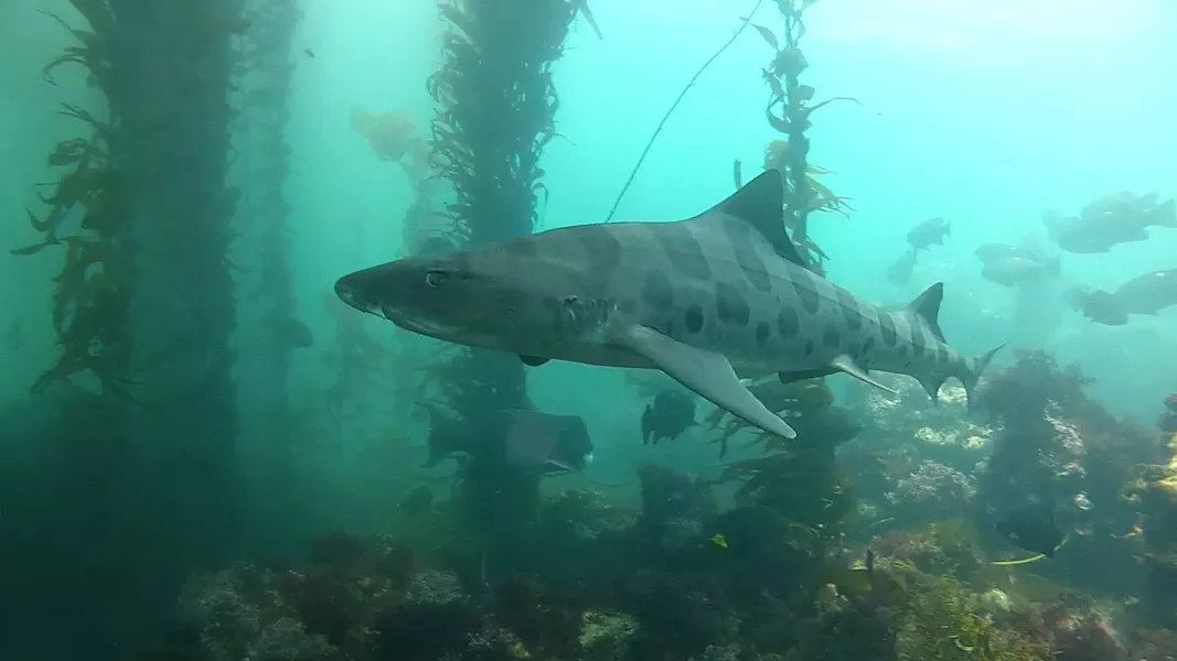 LEOPARD SHARK: - PHOTO BY ANDREW HARMER, TENERA ENVIRONMENTAL, COURTESY OF PACIFC GAS & ELECTRIC