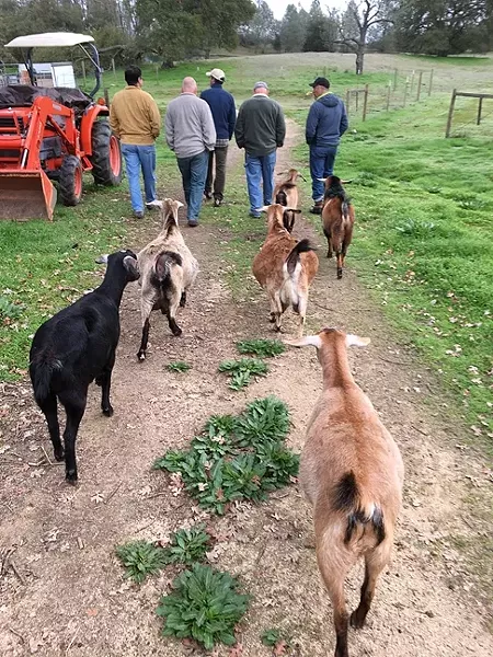 MEN WHO WALK WITH GOATS : M.O.F.E. stands for Men’s Opportunity For Excess, a men’s-only campout with men doing manly stuff like walking with farm animals. - PHOTO BY GLEN STARKEY