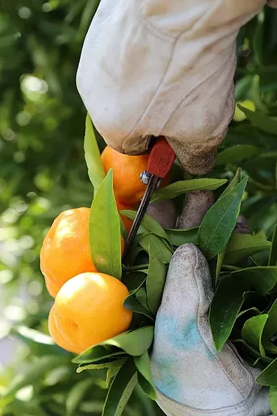WASTE NOT : In just two hours, about a dozen GleanSLO volunteers picked more than 1,000 pounds of clementines at a private home orchard in See Canyon earlier this month. Instead of going to waste, that nutritious, delicious citrus will go to the Food Bank Coalition of SLO County. - PHOTO BY DYLAN HONEA-BAUMANN