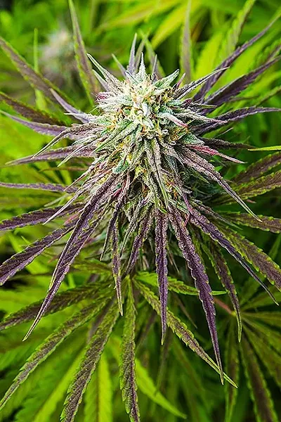 GREEN ACRES: Even before California voters passed a ballot measure to legalize marijuana, SLO County was grappling with how to handle the changing landscape of recreational and medical pot. - FILE PHOTO BY JAYSON MELLOM