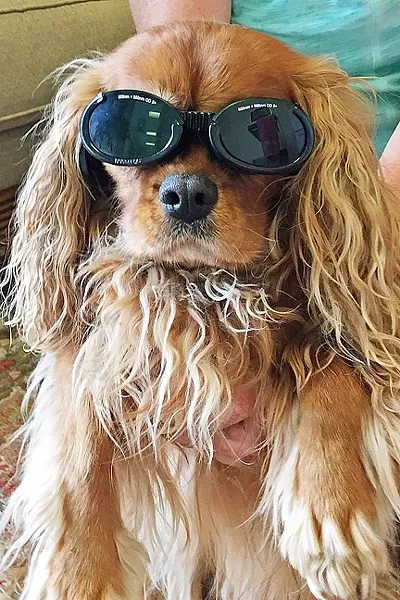 TOO COOL : A Mission Animal Hospital patient looks pretty hip in their safety shades, which are required attire during laser treatments. - PHOTO COURTESY OF MISSION ANIMAL HOSPITAL