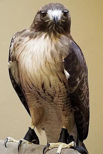 RED TAIL RESCUE: Denali is an Animal Ambassador for Pacific Wildlife Care and just one of the many animals that could be on display at this year’s Soupabration! held on Nov. 6 in Morro Bay. - PHOTO COURTESY OF CHARMAINE COIMBRA