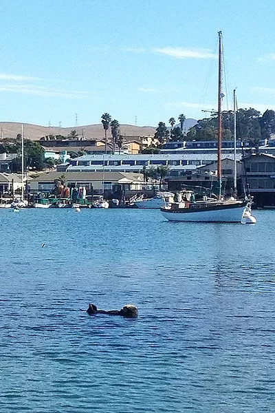 PLAYFUL OTTER: The seals and sea otters in Morro Bay are pretty unfazed by the presence of humans. One especially cute otter followed us most of our way back to shore. - PHOTO BY PETER JOHNSON