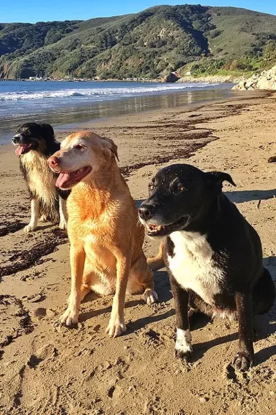 THREE AMIGOS: Every weekend my three dogs—(left to right) Brody, Bella, and Moonleaf—hit Olde Port Beach for exercise and socialization. - PHOTO BY GLEN STARKEY
