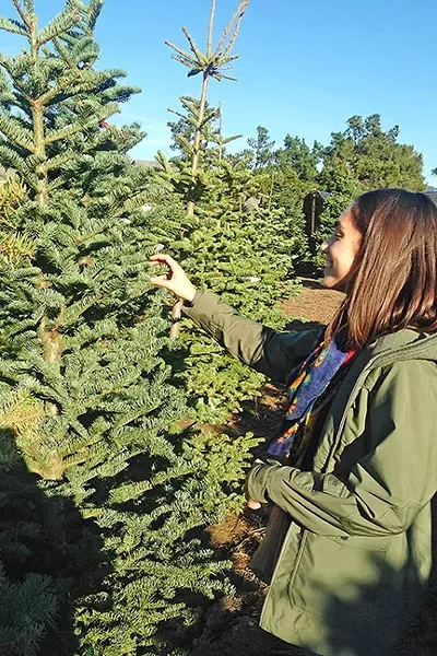 FEELIN’ IT OUT : Clare checks out one of the trees at Brookshire Farms in San Luis Obispo. - PHOTO BY PETER JOHNSON