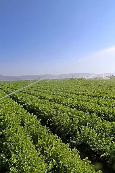 WALL-TO-WALL AGRICULTURE: Farming in the Cuyama Valley began a little more than half a century ago. Inefficient irrigation practices led to the state declaring Cuyama’s groundwater basin to be critically overdrafted. - PHOTO BY DYLAN HONEA-BAUMANN