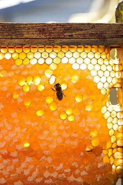 THE QUEEN'S CURE: Propolis isn’t just a bee’s fix-all potion for keeping the hive healthy: propolis oil is an ancient anti-wrinkle cream on steroids that doubles as a stellar burn remedy. - PHOTO BY JAYSON MELLOM