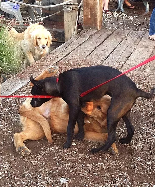 PLAY!: These pups became best friends on the spot and played relentlessly at Bang the Drum Brewery’s Puppy Love event. - PHOTO BY PETER JOHNSON