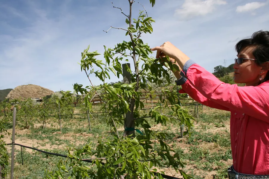 SUPER GOOD SUPERFOOD Good-for-you jujube fruit matures on the tree outside Santa Maria, far from its original home of ancient China. The trees at Rock Front Ranch, located in the Cuyama Valley, are heated by the sun each summer day and cooled by the western sea breeze each evening—which makes the fruit ready for flavorful, antioxidant-rich snacking. - PHOTO COURTESY OF ROCK FRONT RANCH