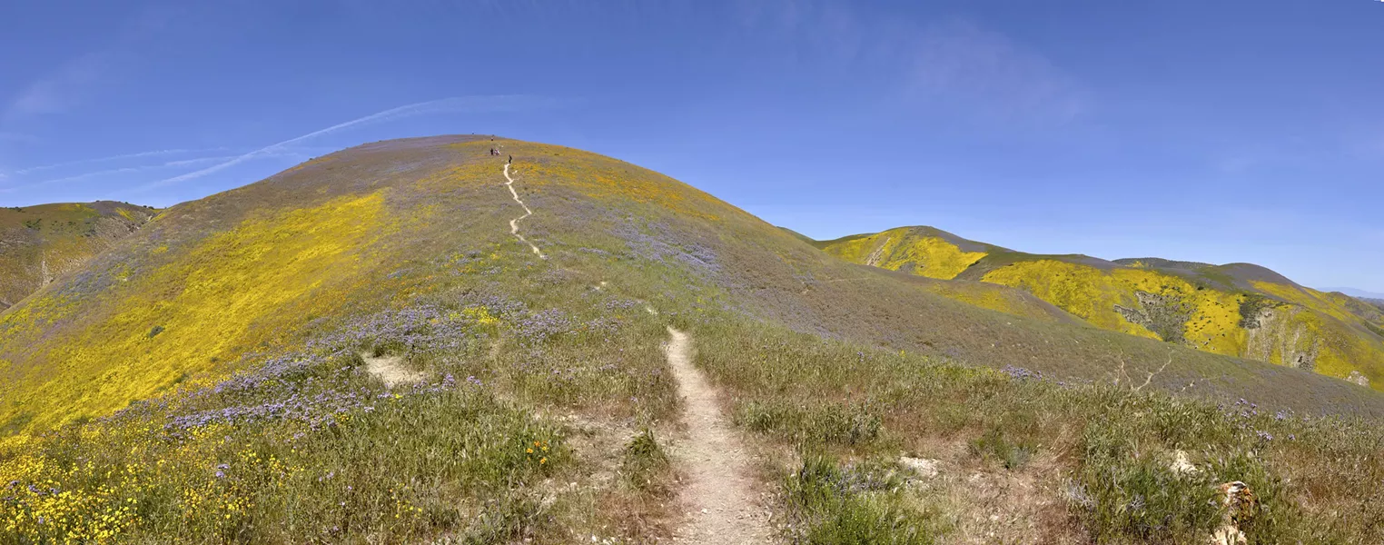 SEE THE RAINBOW Orange blazing stars and purple/blue phacelia cover the hills of the Carrizo Plain National Monument in carpets of color in April 2017. - PHOTO CAMILLIA LANHAM