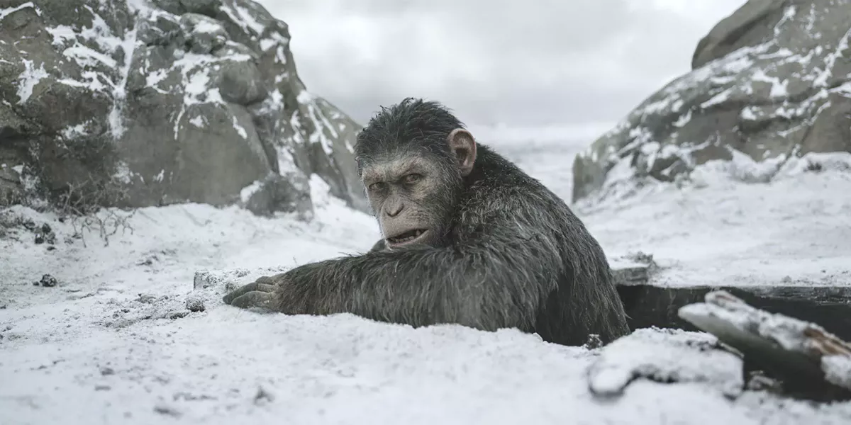 THE FINAL BATTLE In War for the Planet of the Apes, one fight will determine the future of humans, apes, and the planet. - PHOTO COURTESY OF 20TH CENTURY FOX