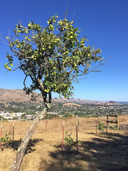 LEMON GROVE LOOP The Lemon Grove Loop on Cerro San Luis Mountain wouldn't be complete without real live citrus trees like this one. - PHOTO BY PETER JOHNSON