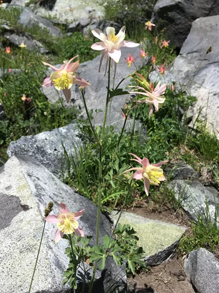 DARLING As the Mosquito Flats trail through Little Lakes Valley heads farther into the wilderness, columbines pop up around the mountain lakes. - PHOTO BY CAMILLIA LANHAM