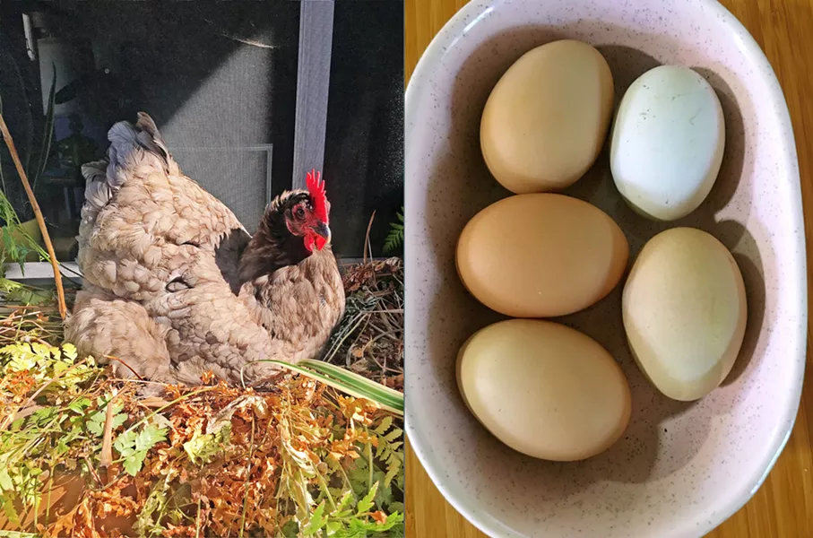 WAITING GAME Flavor writer Hayley Thomas Cain waits for her hen Beyonce to lay her morning breakfast (today she has made a rogue nest in Cain's windowsill). A warm, just-laid egg is always preferred. - PHOTOS BY HAYLEY THOMAS CAIN