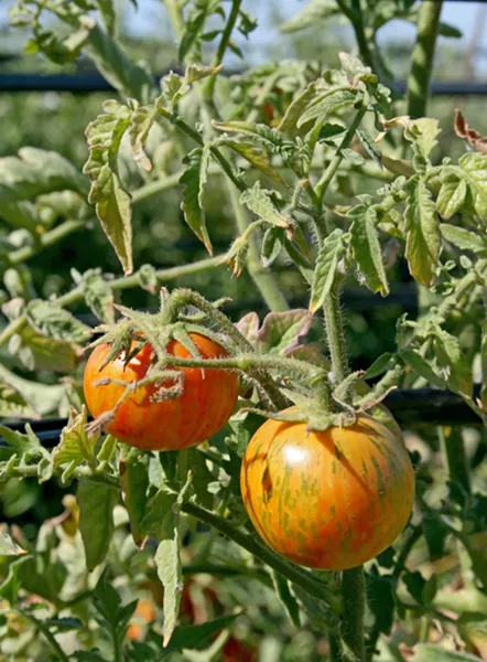 LIFE IS JUICY More than 40 varieties of heirloom tomatoes will be ripe and ready for the eating at Windrose Farm's annual Heirloom Tomato Festival. - PHOTO BY HAYLEY THOMAS CAIN