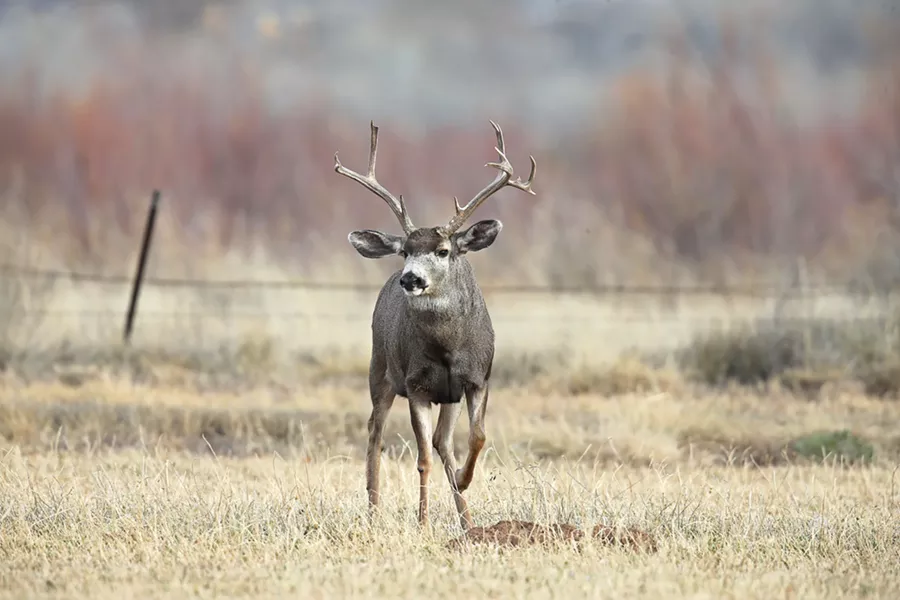 DATA POINTS The California Department of Fish and Wildlife estimates that since 1999 the deer population has dropped by more than 300,000, according to its annual estimates. - PHOTO COURTESY OF CALIFORNIA DEPARTMENT OF FISH AND WILDLIFE