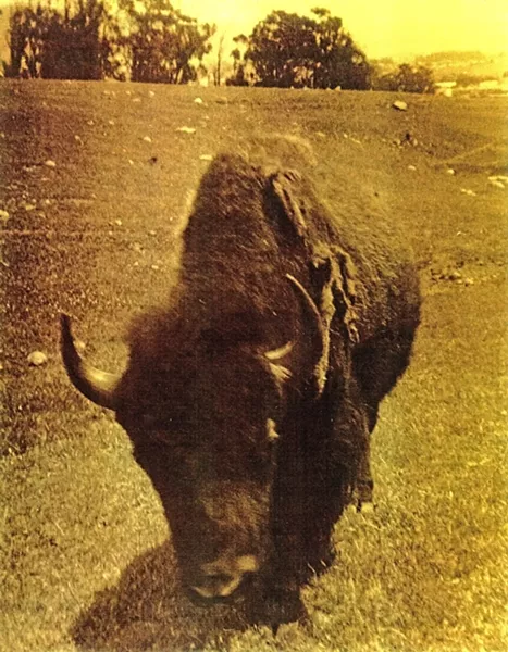 CHARGE! Seventeen-year-old high school junior Mike Cowdrey captured this shot with a Brownie "Hawkeye" box camera in 1962, three years before the buffalo was killed on Highway 101. - PHOTO COURTESY OF MIKE COWDREY