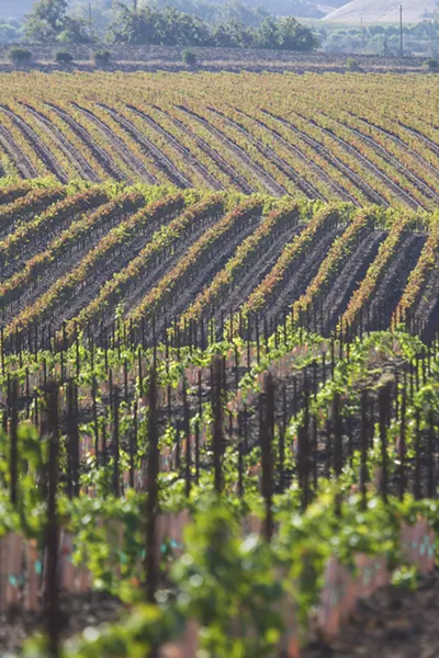 CARING FOR ACREAGE Niven Family Wine Estates vineyards benefit from the cool climate in the Edna Valley. - PHOTO BY JAYSON MELLOM