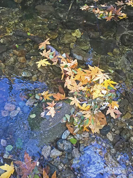 FALL IN WINTER You can gaze at colorful leaves along the Nacimiento River in December. - PHOTO BY CAMILLIA LANHAM