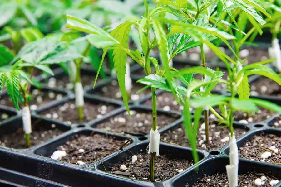 END OF PROHIBITION After the voters' passage of Proposition 64 in 2016, local agencies spent much of 2017 setting regulations for the incoming marijuana industry. - FILE PHOTO BY PETER JOHNSON
