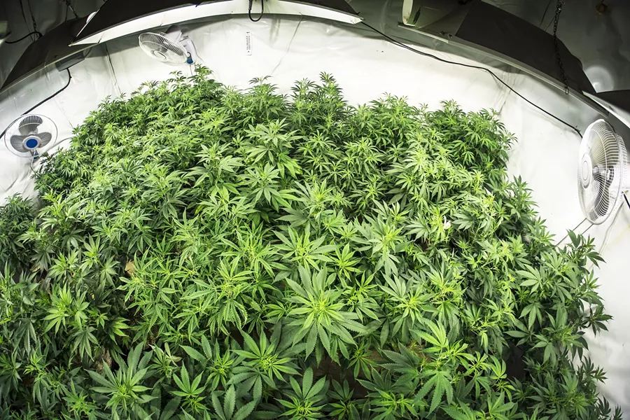 WEED BY THE SEA Two Grover beach medical marijuana dispensaries are closer to opening their doors after the California Coastal Commission approved amendments to Grover Beach's commercial cannabis regulations. - FILE PHOTO BY DYLAN HONEA BAUMAN