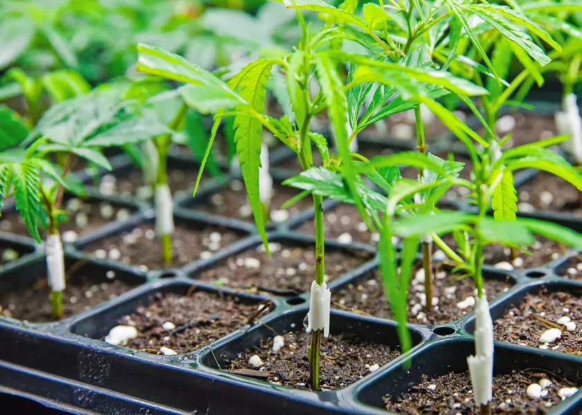 TAX TALK San Luis Obispo County is close to finalizing a cannabis tax measure for the June ballot. - FILE PHOTO BY JAYSON MELLOM