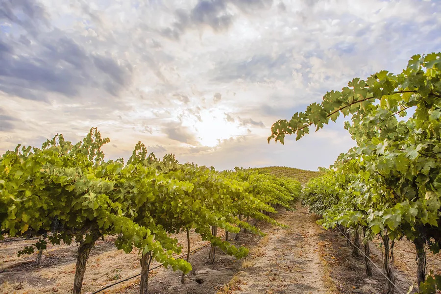 THE CREEK THAT COULD Parrish Family Vineyard's Adelaida Creek restoration project will significantly recharge the aquifer and replenish Paso Robles area wells with naturally captured rainfall that otherwise would end up overrunning city sewer drains. - PHOTO COURTESY OF PARRISH FAMILY VINEYARD