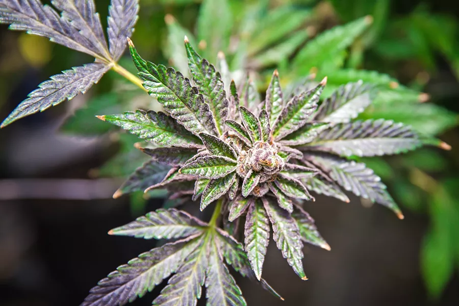 TRIMMING TAXES The Grover Beach City Council is moving toward cutting taxes for cannabis businesses in the city and capping the maximum amount they have to pay. - FILE PHOTO BY JAYSON MELLOM