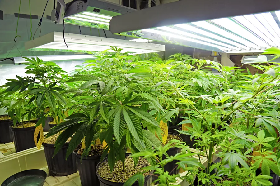 OUT OF SERVICE A conflict between state and local regulations means that the only medical cannabis delivery service permitted by Arroyo Grande, Elite Care Enterprises, can no longer operate in the city. - FILE PHOTO BY DYLAN HONEA-BAUMANN
