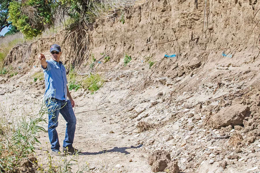 ERODING Chris Alakel, water resources manager for the city of Paso Robles, stands in the Salinas River, where rapid erosion of the bank is threatening to damage or destroy a wellfield that pumps about half of the city's water. - PHOTO BY JAYSON MELLOM
