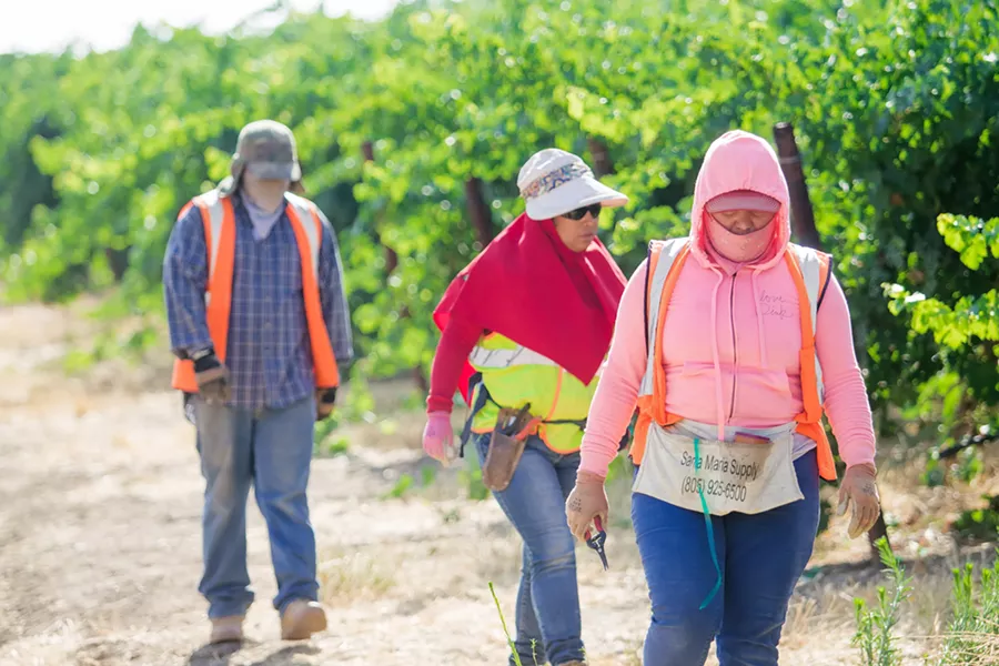 SMALLER WORKFORCE A trio of farmworkers tend to a Vino Farms vineyard in San Miguel. Like many in the grape industry, Vino Farms has started to supplement a shrinking local labor pool with temporary foreign workers through the federal H-2A program. - PHOTO BY JAYSON MELLOM